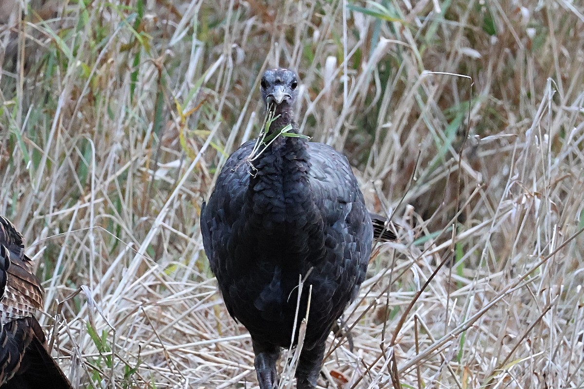 Wild Turkey - ML645190698