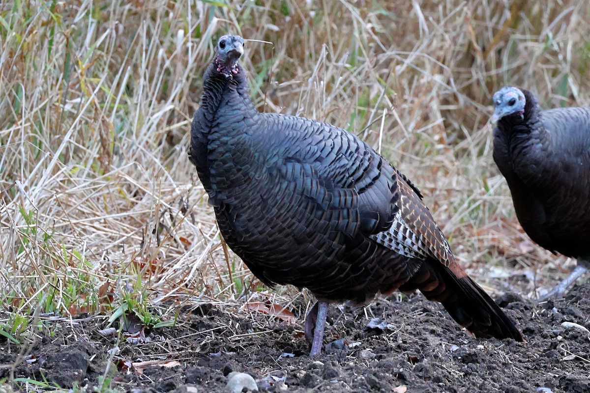 Wild Turkey - ML645190699