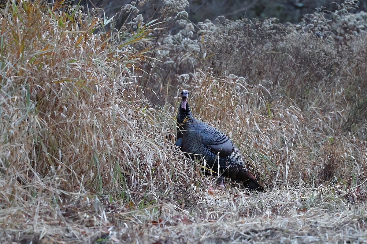 Wild Turkey - ML645190701