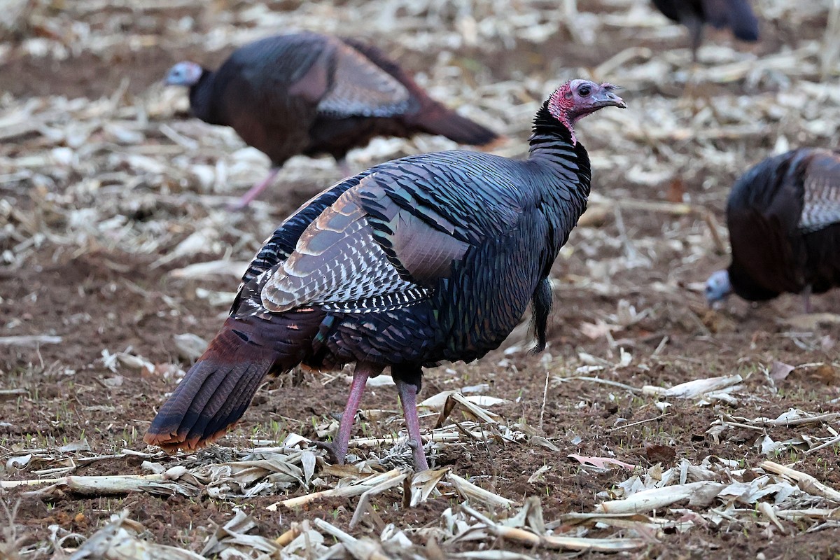 Wild Turkey - ML645190702