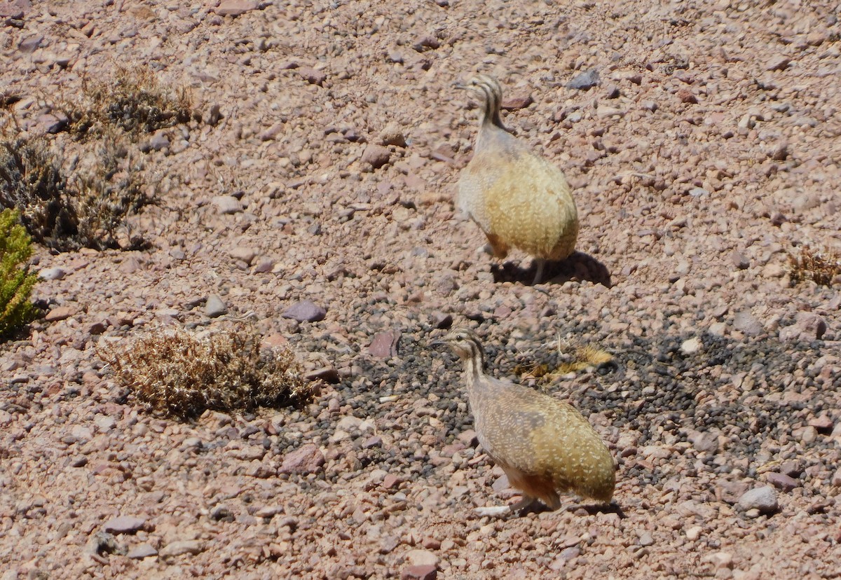 Puna Tinamou - ML645190716