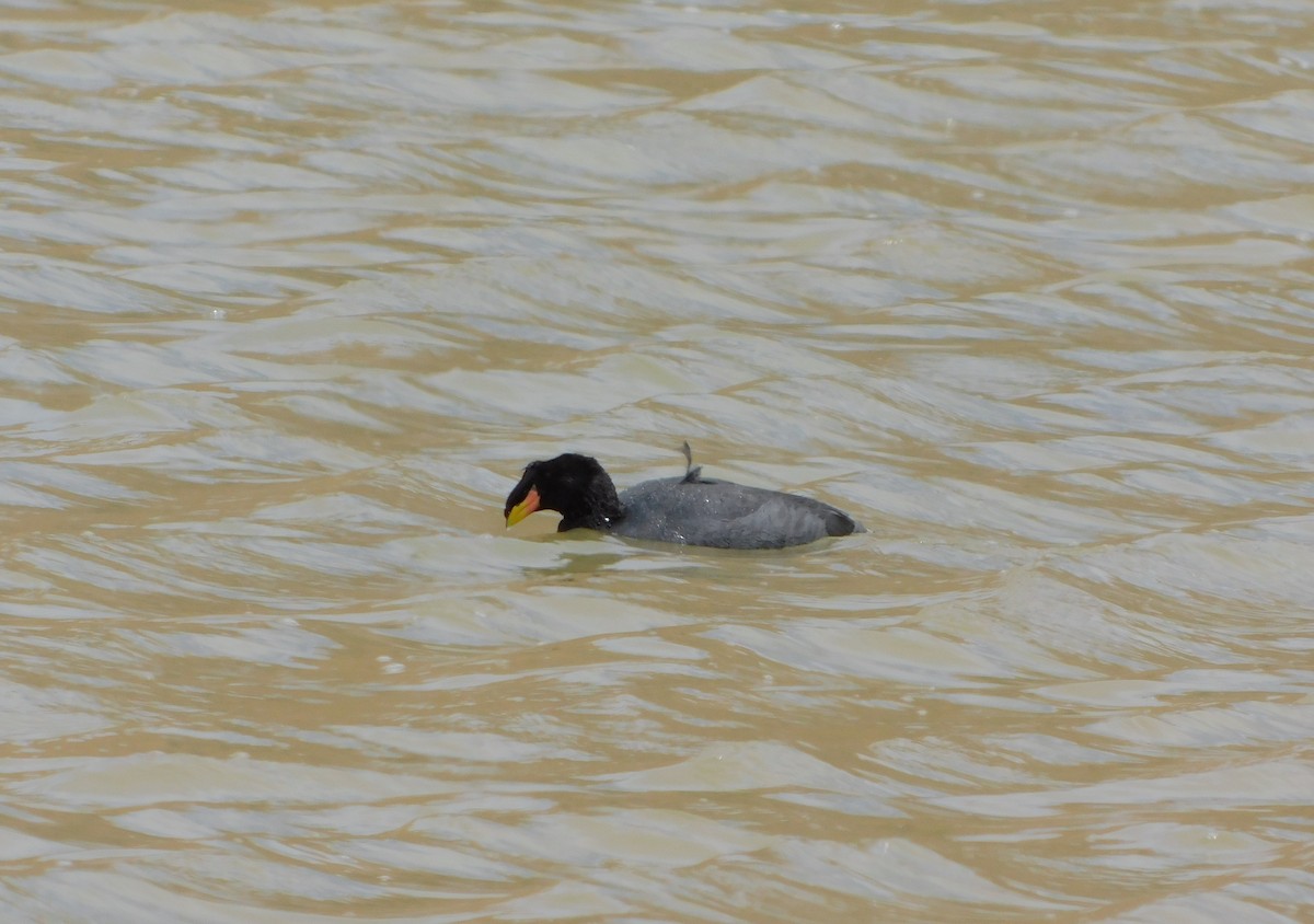 Horned Coot - ML645190722