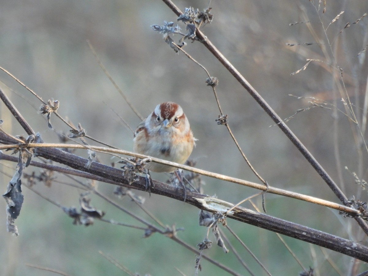 American Tree Sparrow - ML645190723