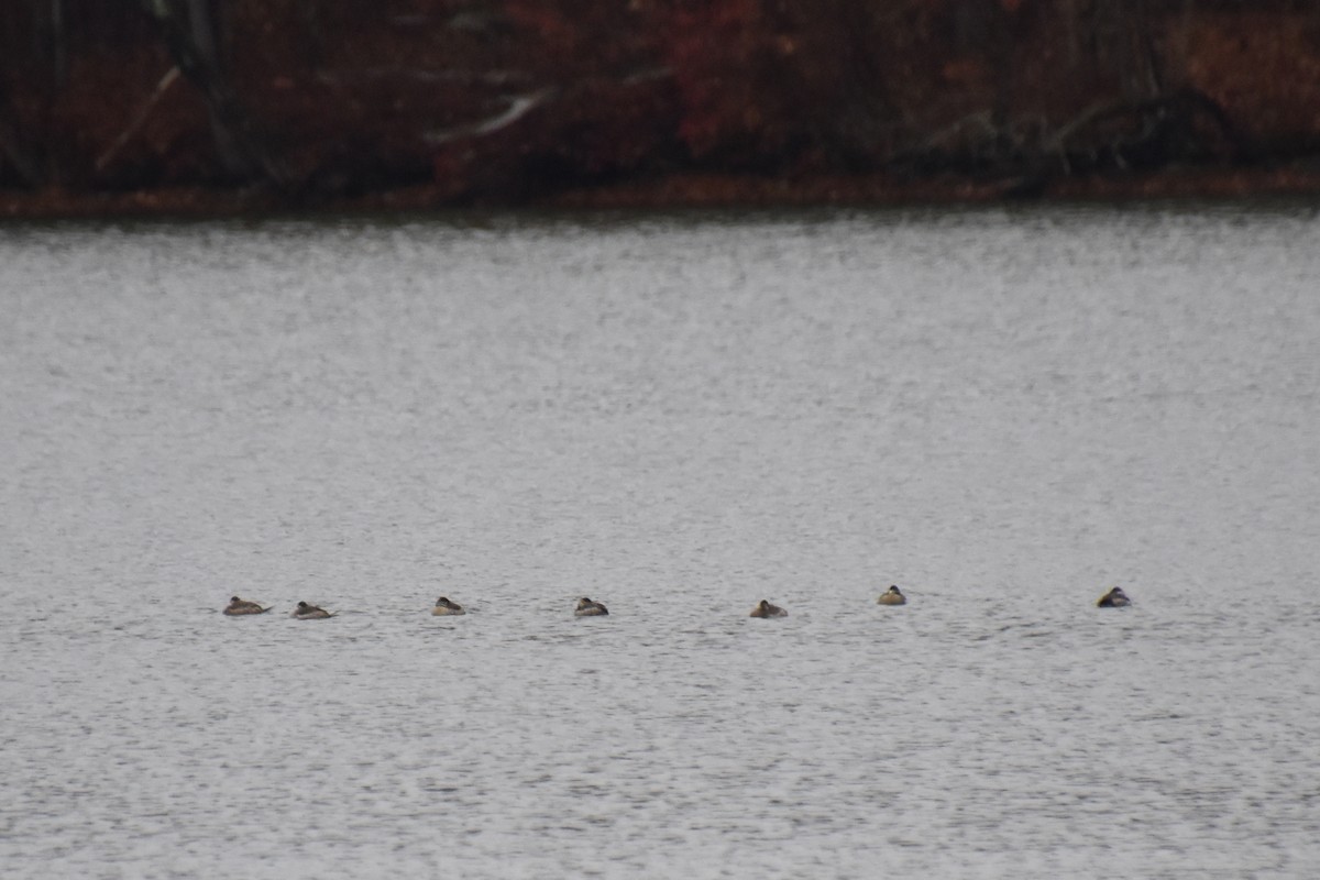 Савка американська - ML645190729