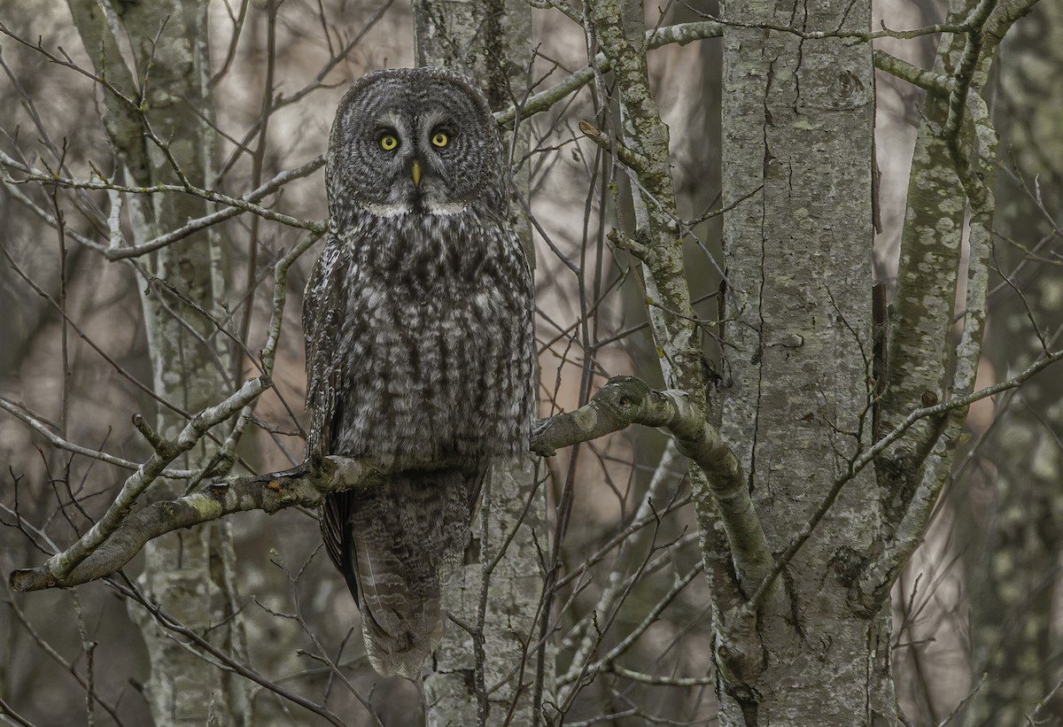 Great Gray Owl - ML645190730