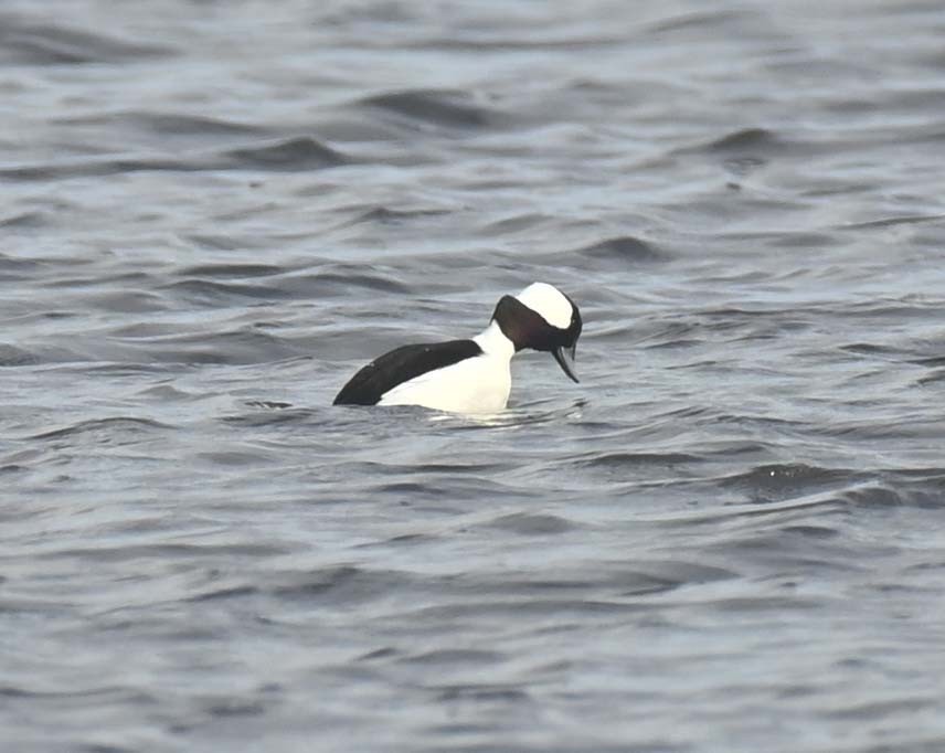 Bufflehead - ML645190739