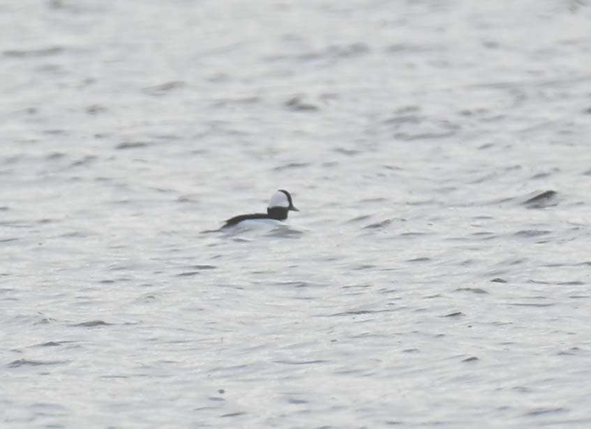 Bufflehead - ML645190740