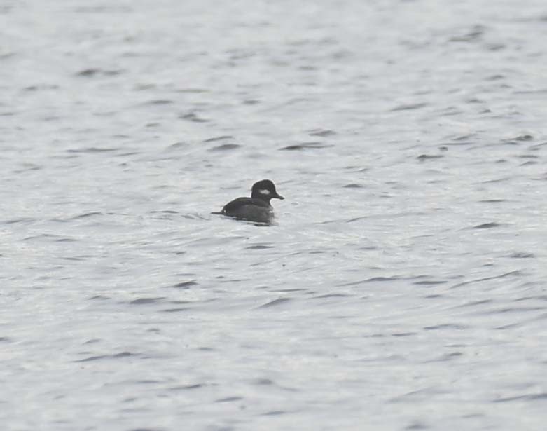 Bufflehead - ML645190741
