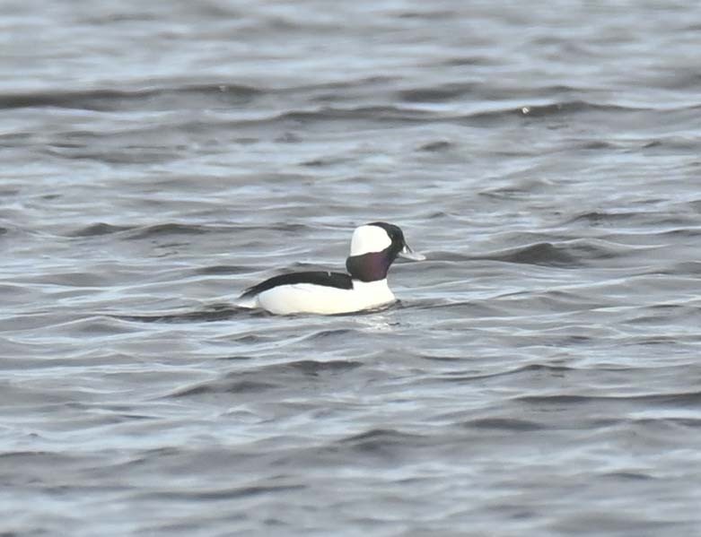 Bufflehead - ML645190742