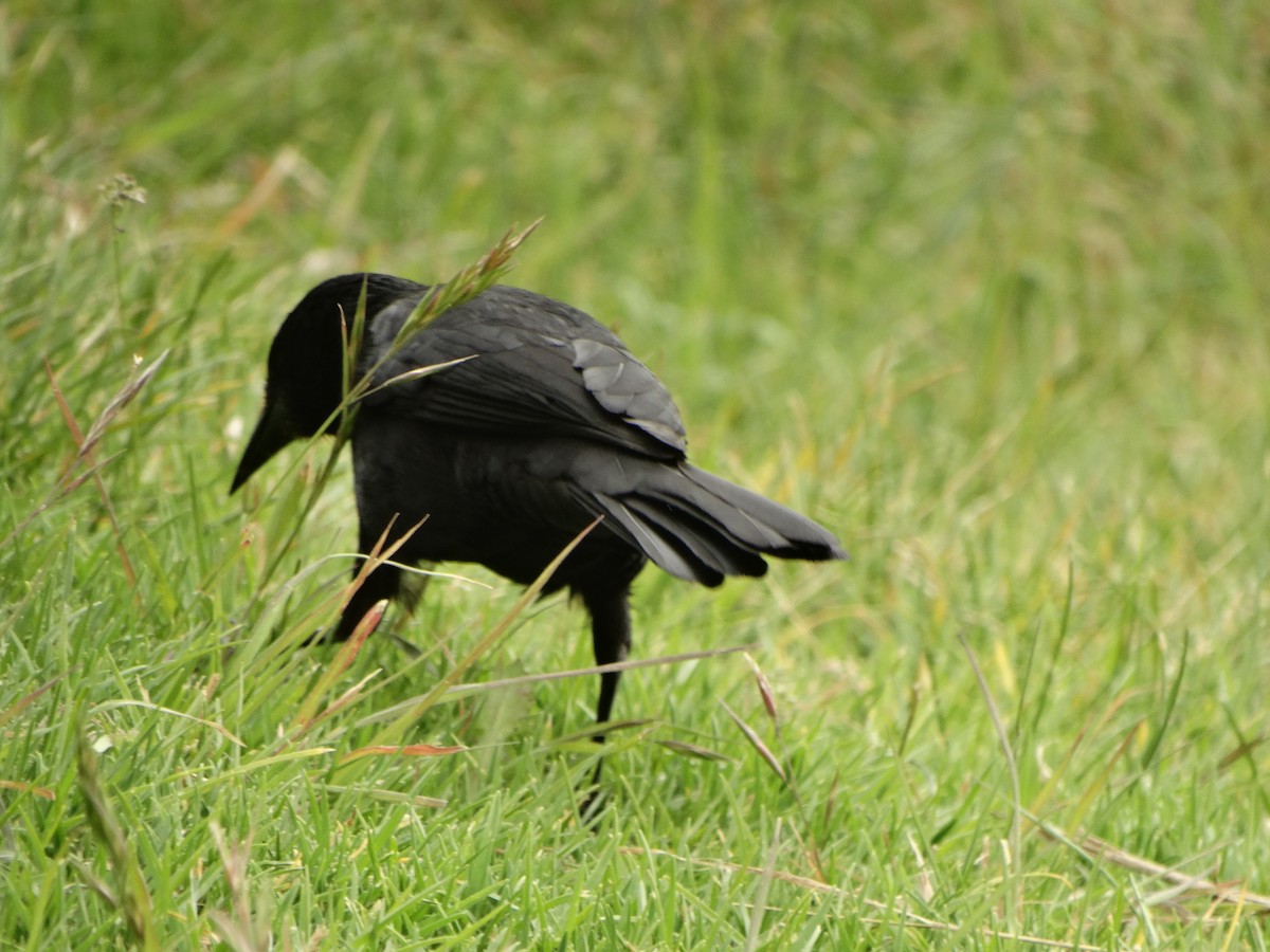 Austral Blackbird - ML645190745
