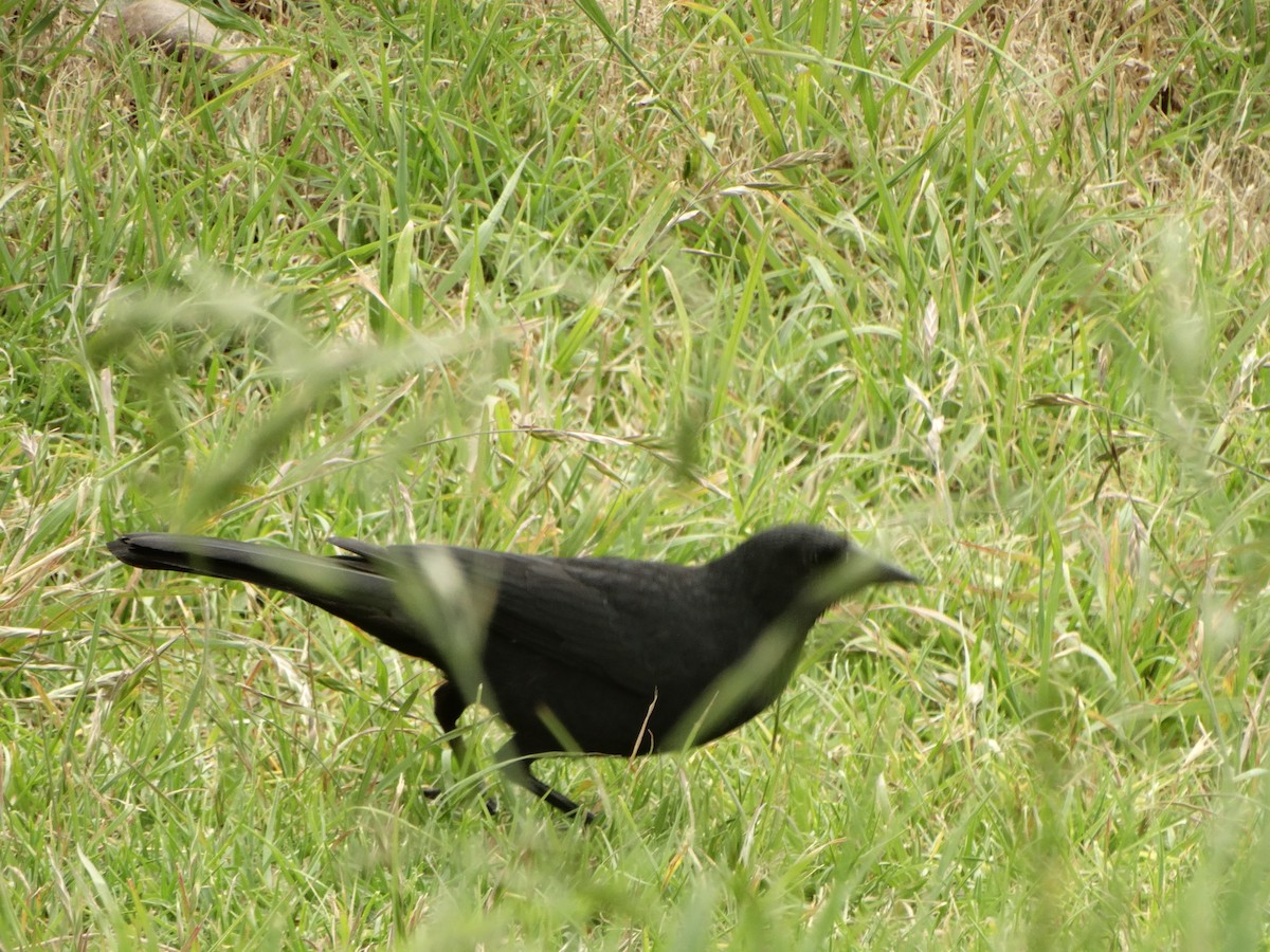 Austral Blackbird - ML645190746