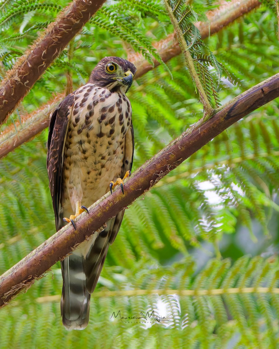 Double-toothed Kite - ML645190785
