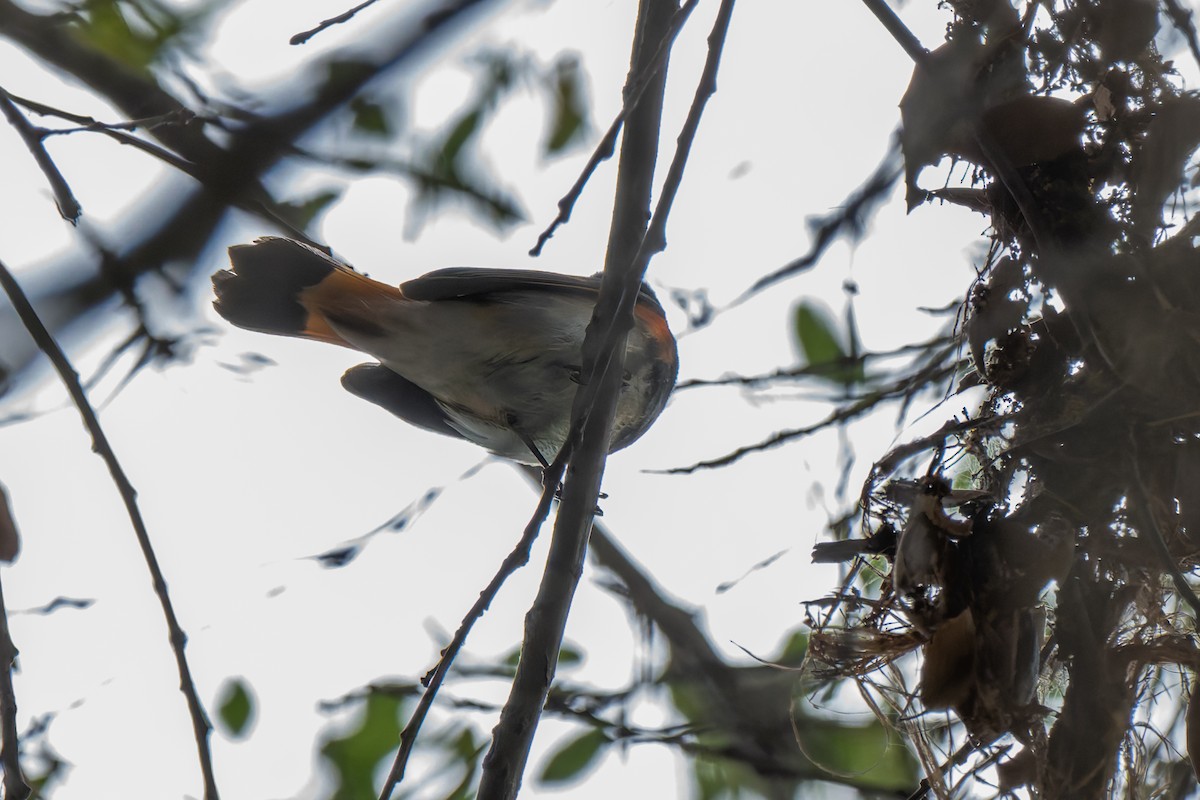 American Redstart - ML645190787