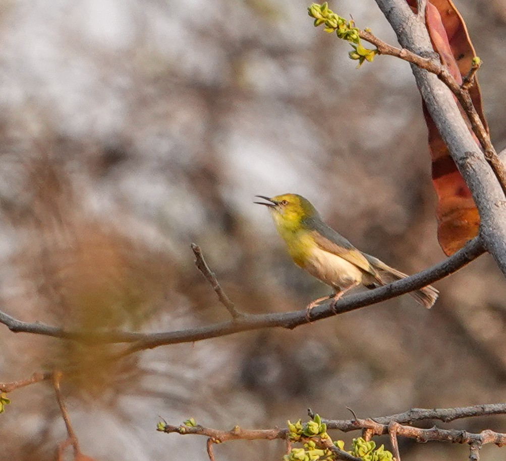 Green-capped Eremomela - ML645190791
