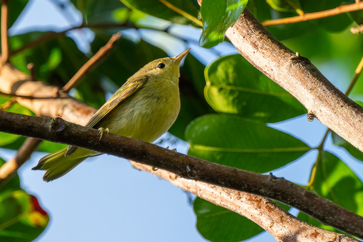 Northern Yellow Warbler - ML645190800
