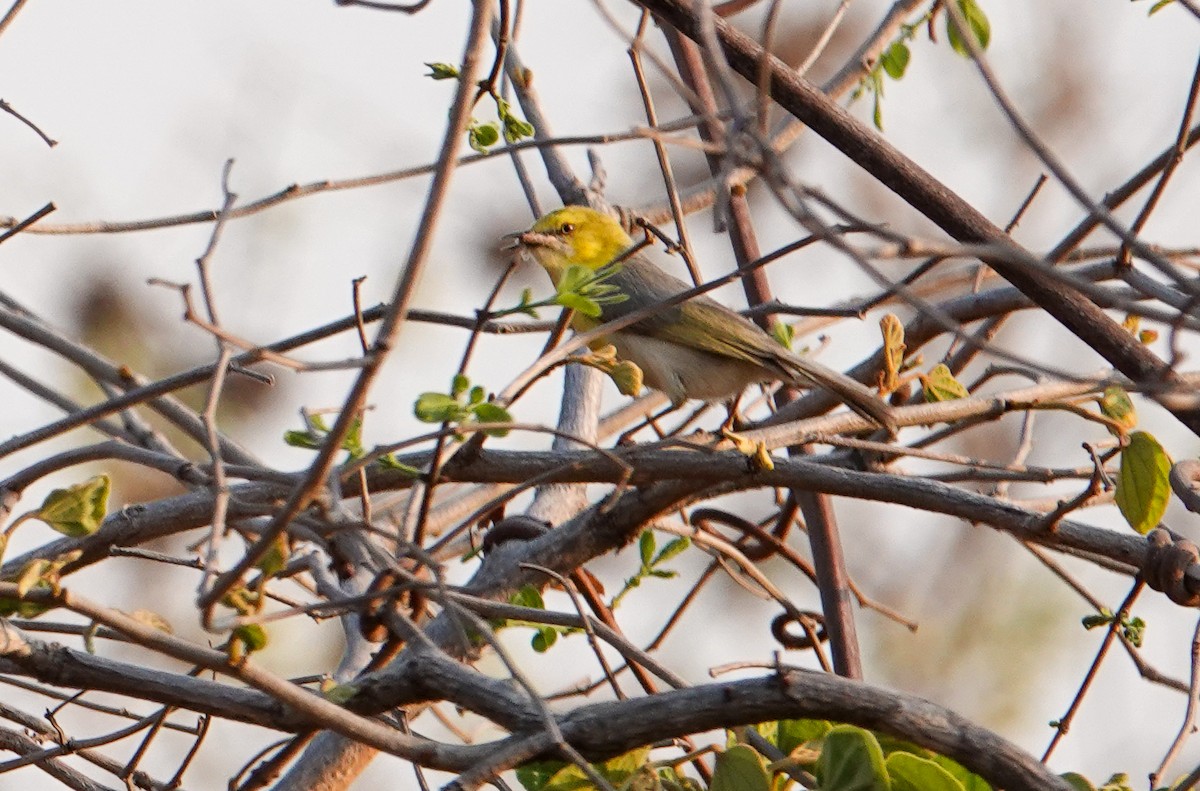 Green-capped Eremomela - ML645190813