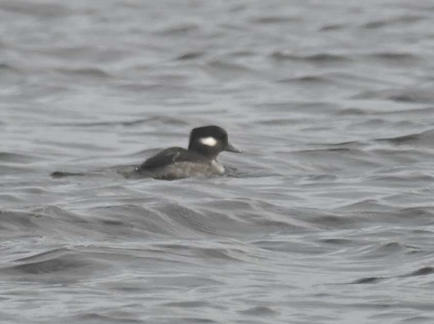 Bufflehead - ML645190818