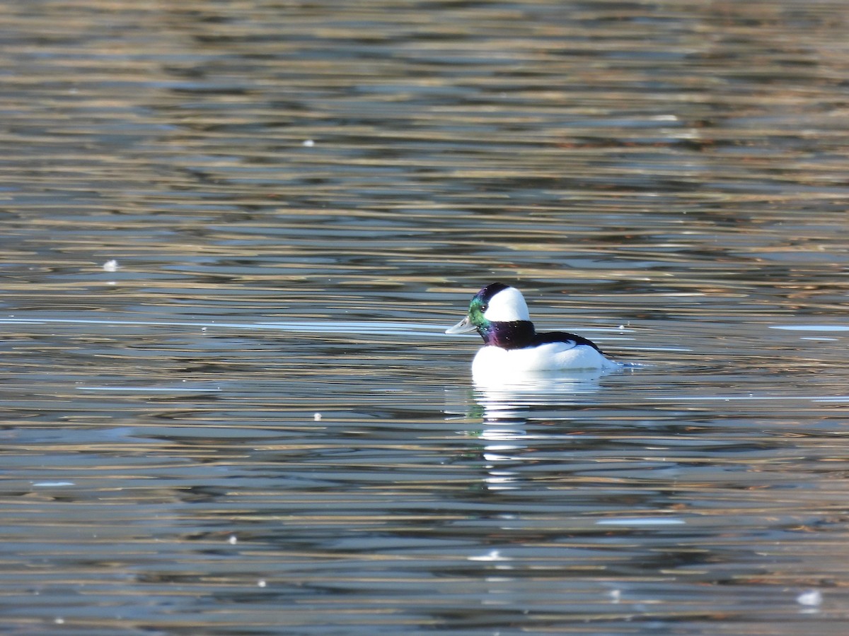 Bufflehead - ML645190820