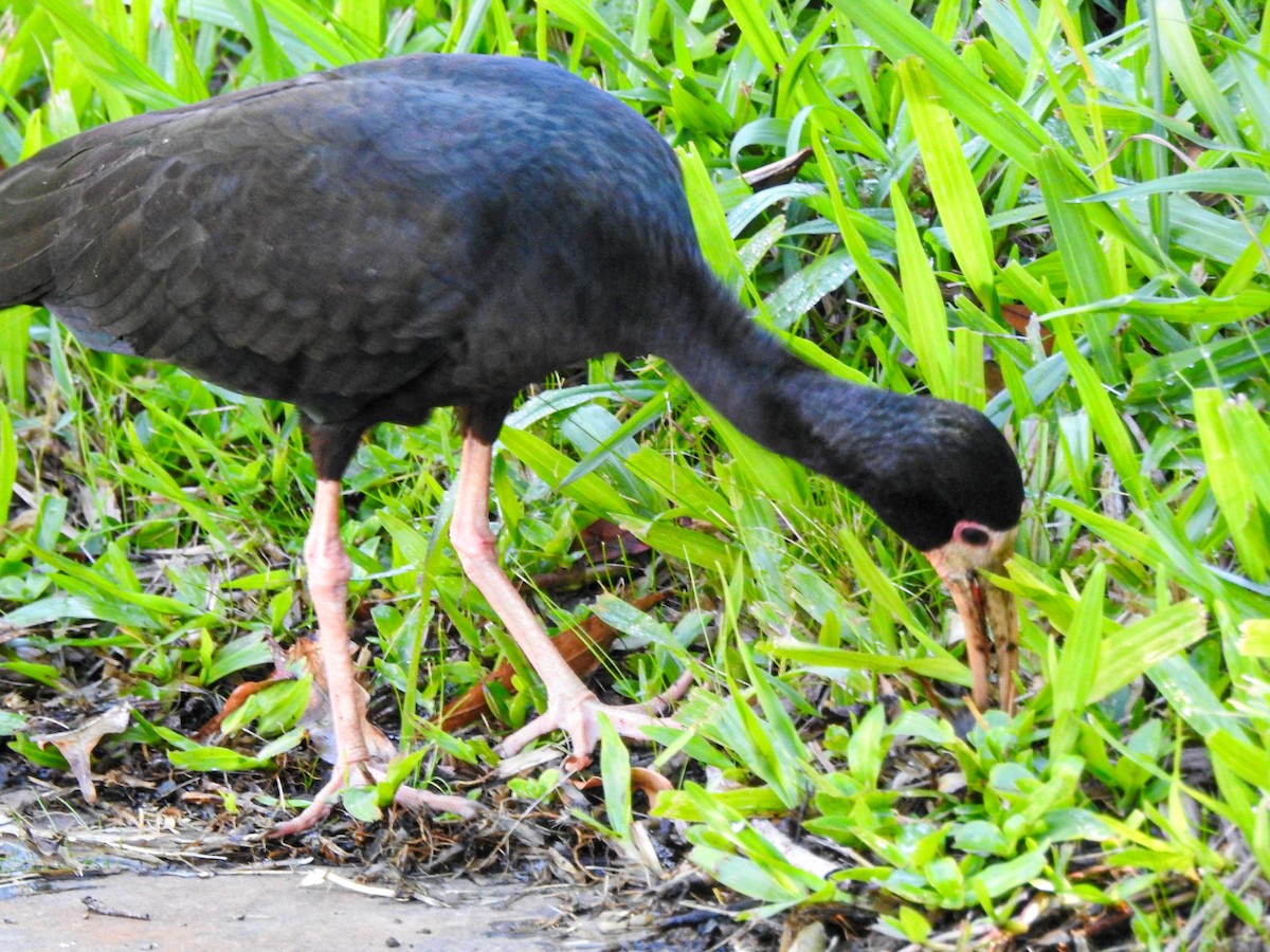 Bare-faced Ibis - ML645190823