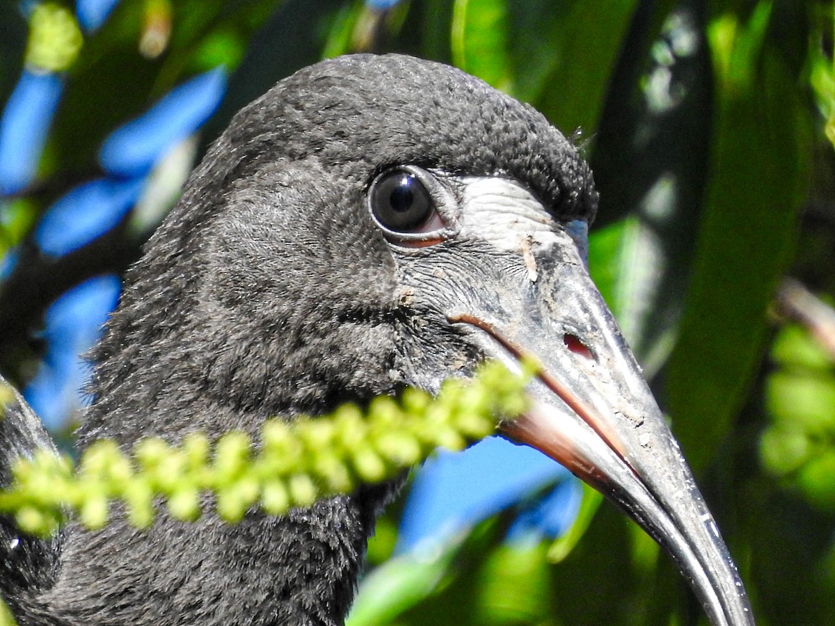 Bare-faced Ibis - ML645190824