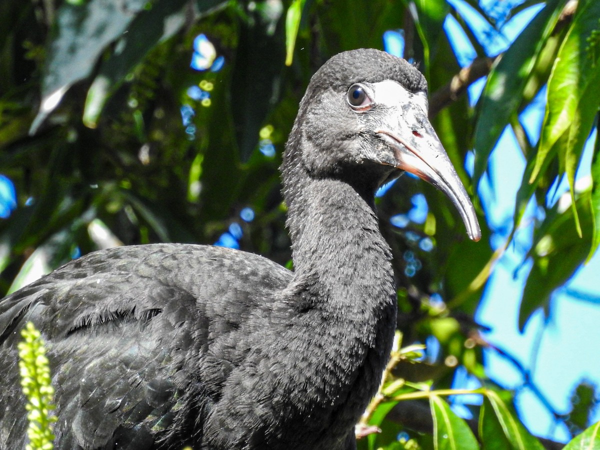 Bare-faced Ibis - ML645190825