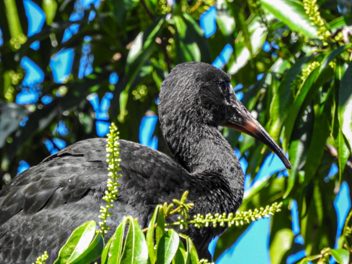 Bare-faced Ibis - ML645190826