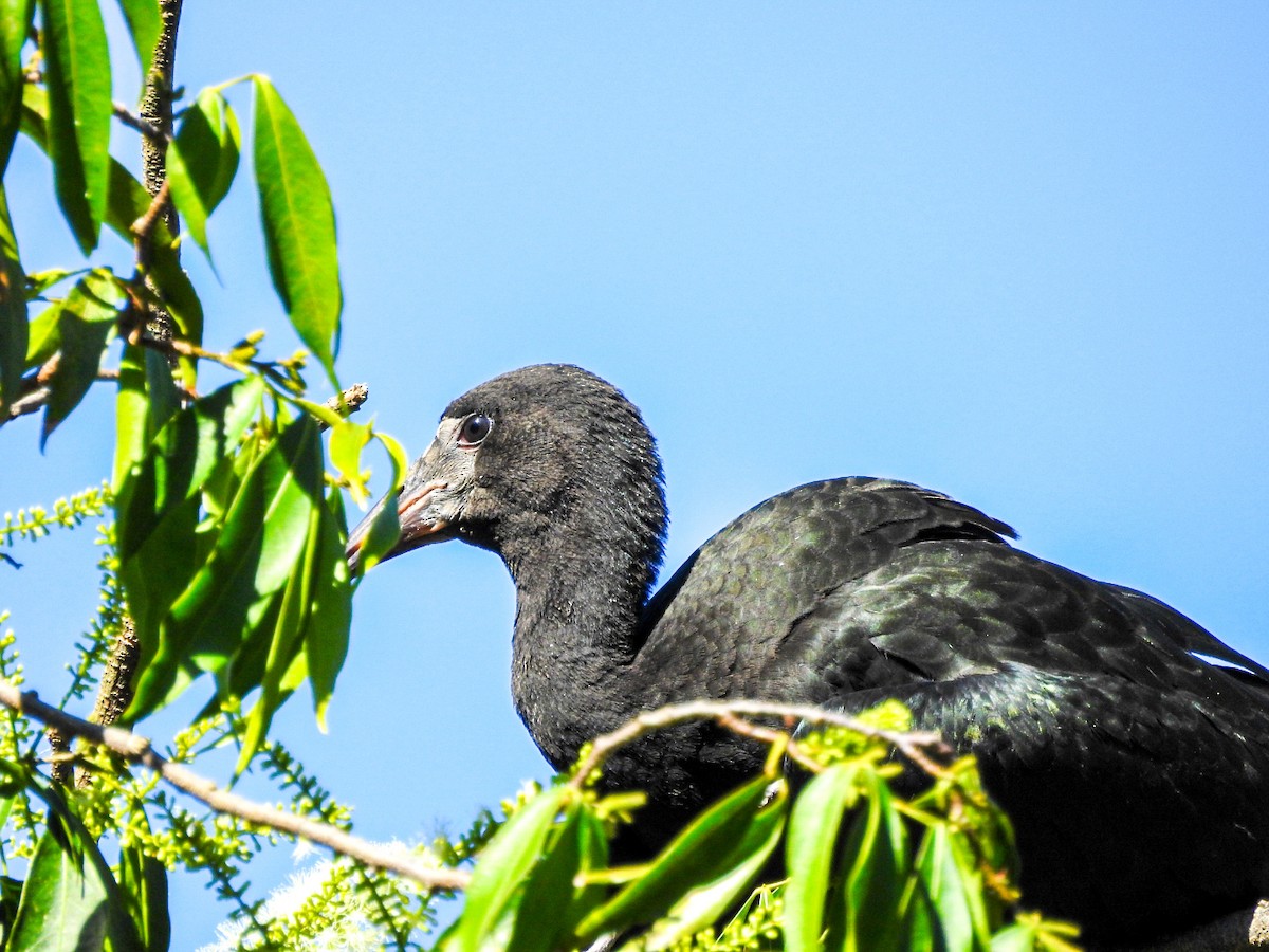 Bare-faced Ibis - ML645190827