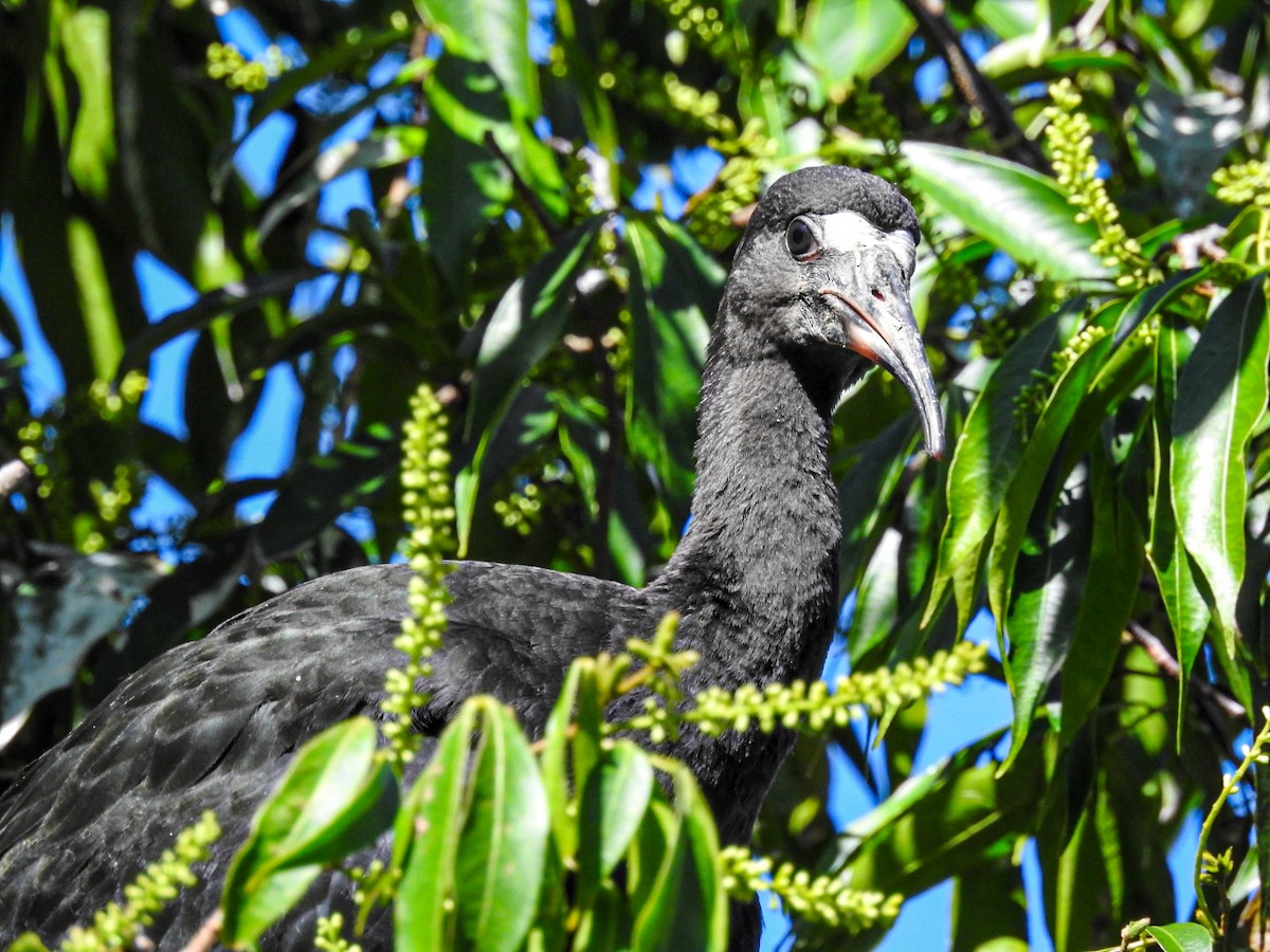 Bare-faced Ibis - ML645190828