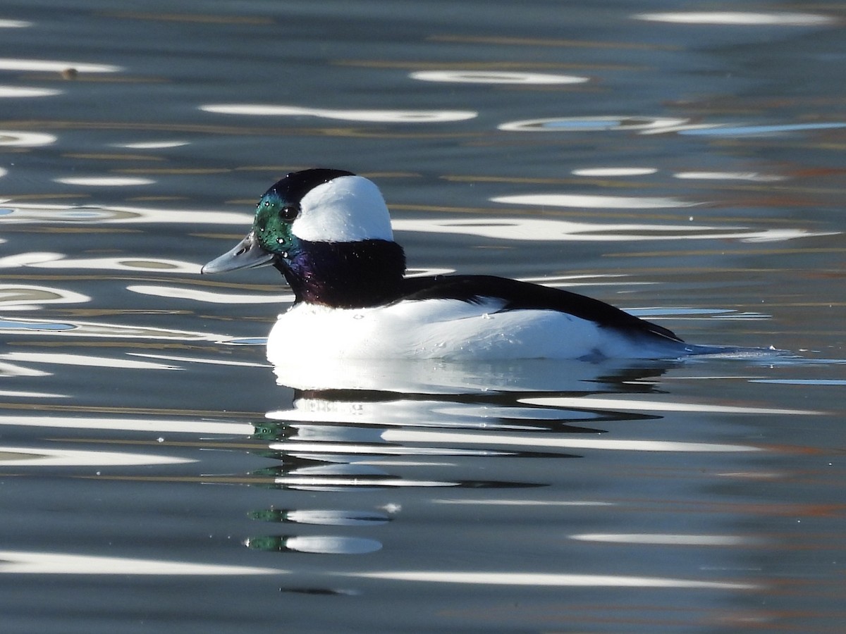 Bufflehead - ML645190831