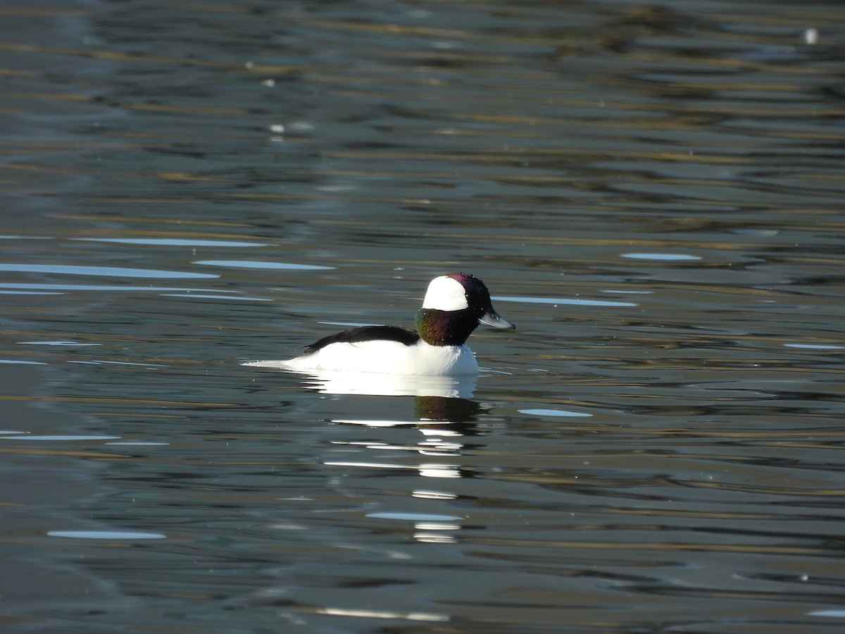 Bufflehead - ML645190843
