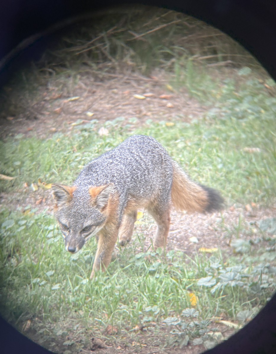 Animals - ML645190849