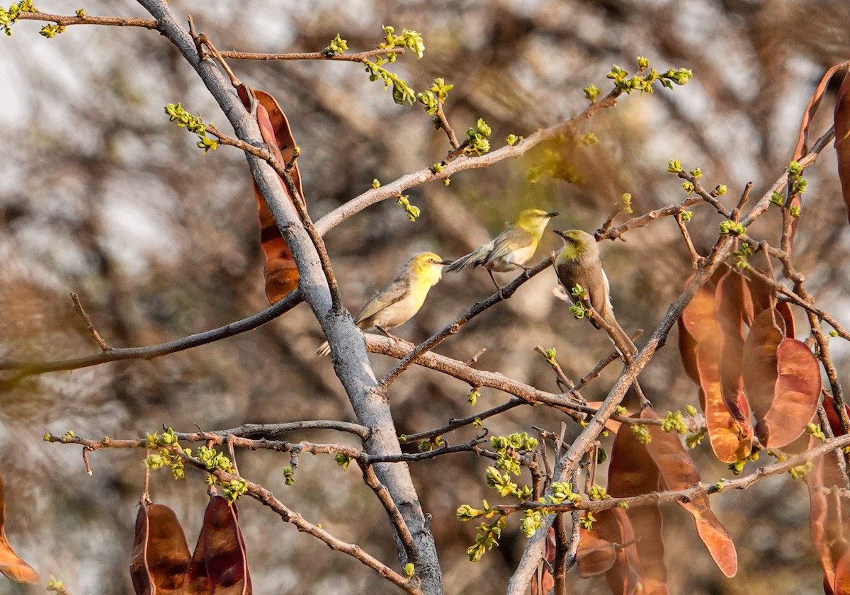 Green-capped Eremomela - ML645190863