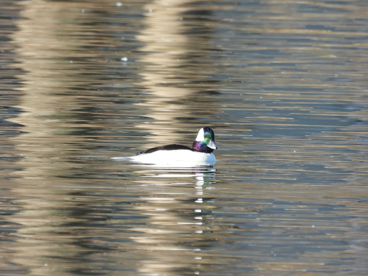 Bufflehead - ML645190864