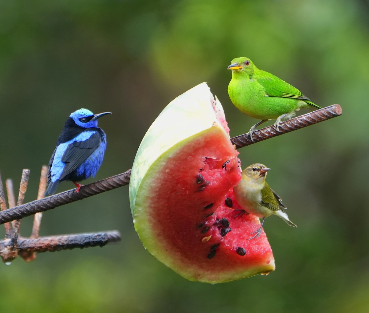 Червоїд світлобровий - ML645190878