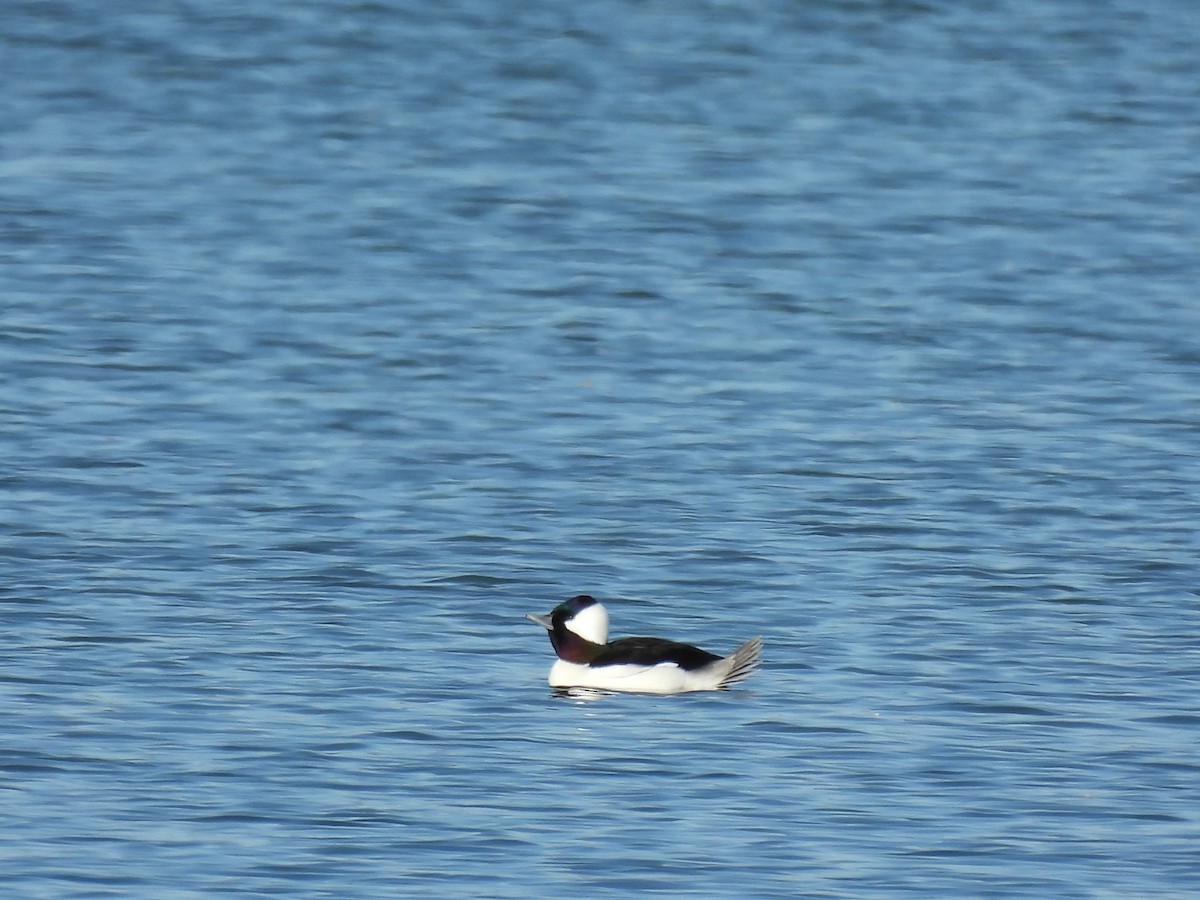 Bufflehead - ML645190880