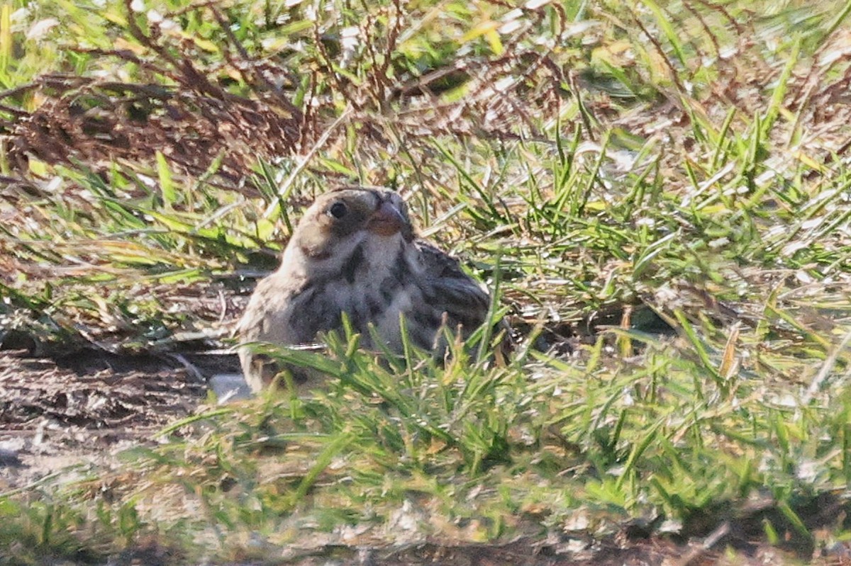 Подорожник лапландський - ML645190883