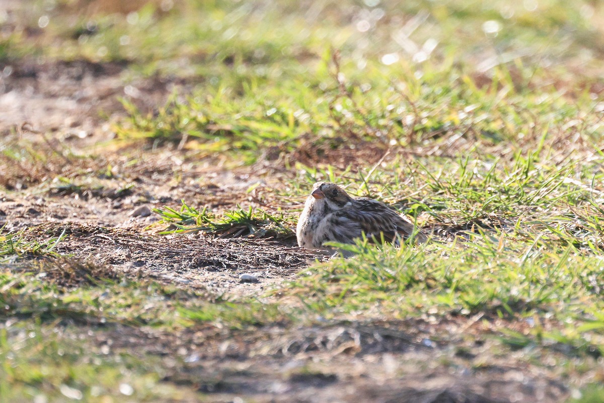 Подорожник лапландський - ML645190884
