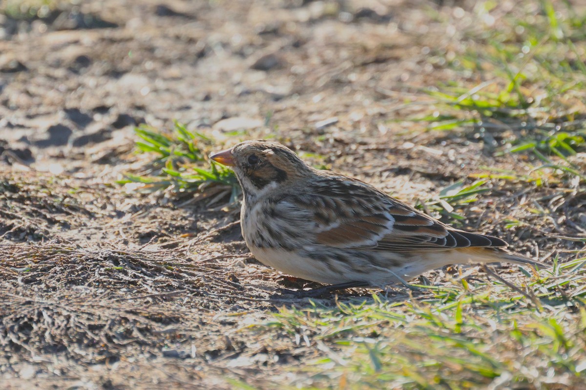 Подорожник лапландський - ML645190885