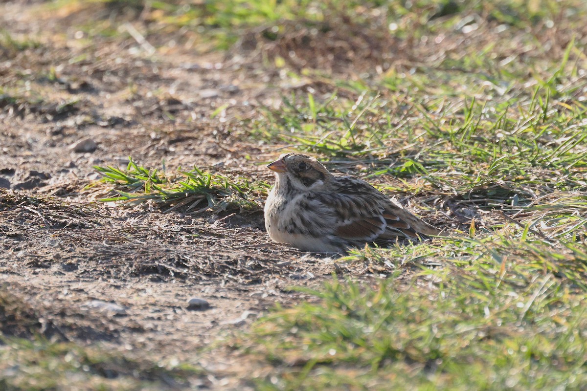 Подорожник лапландський - ML645190886