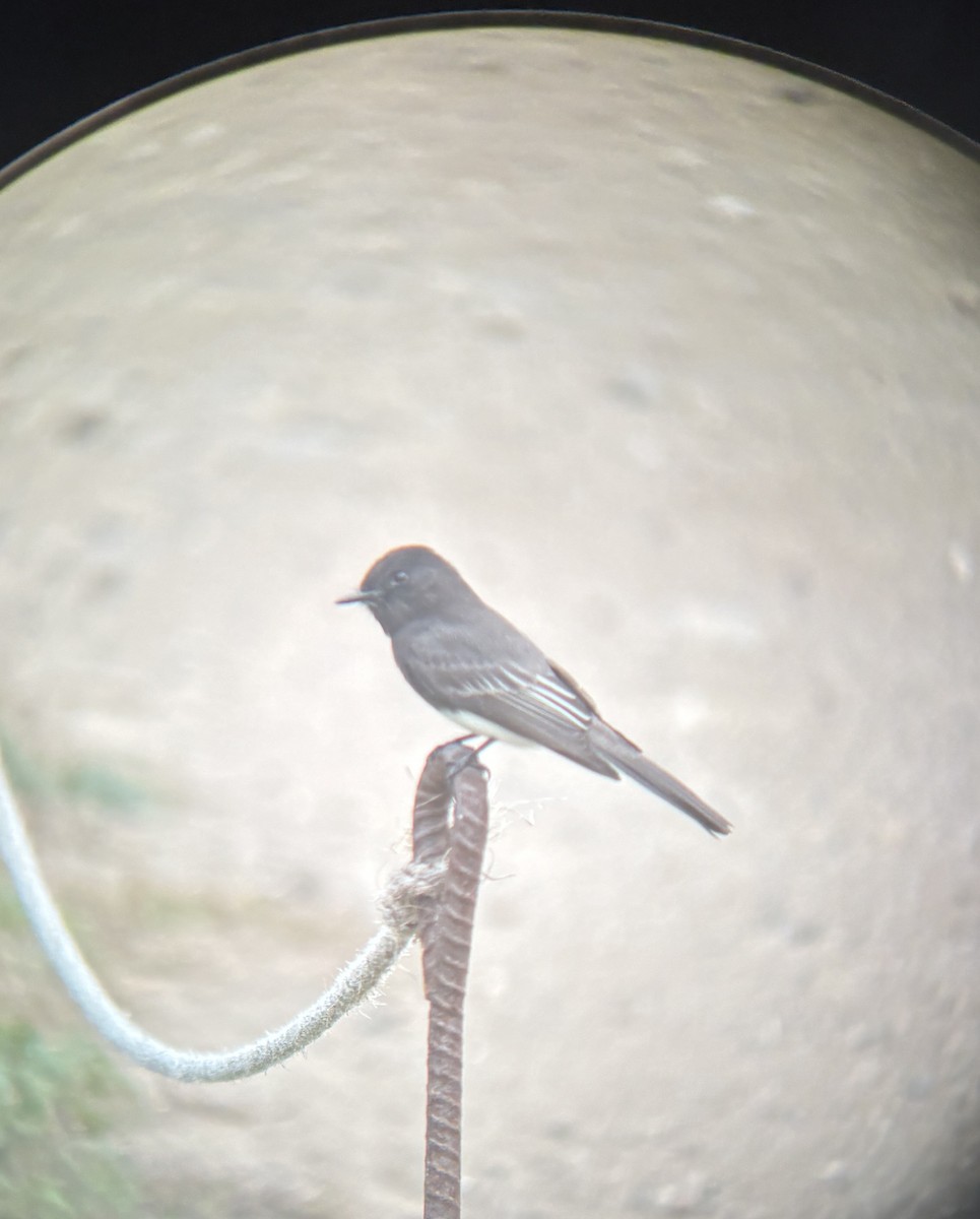 Black Phoebe - ML645190889