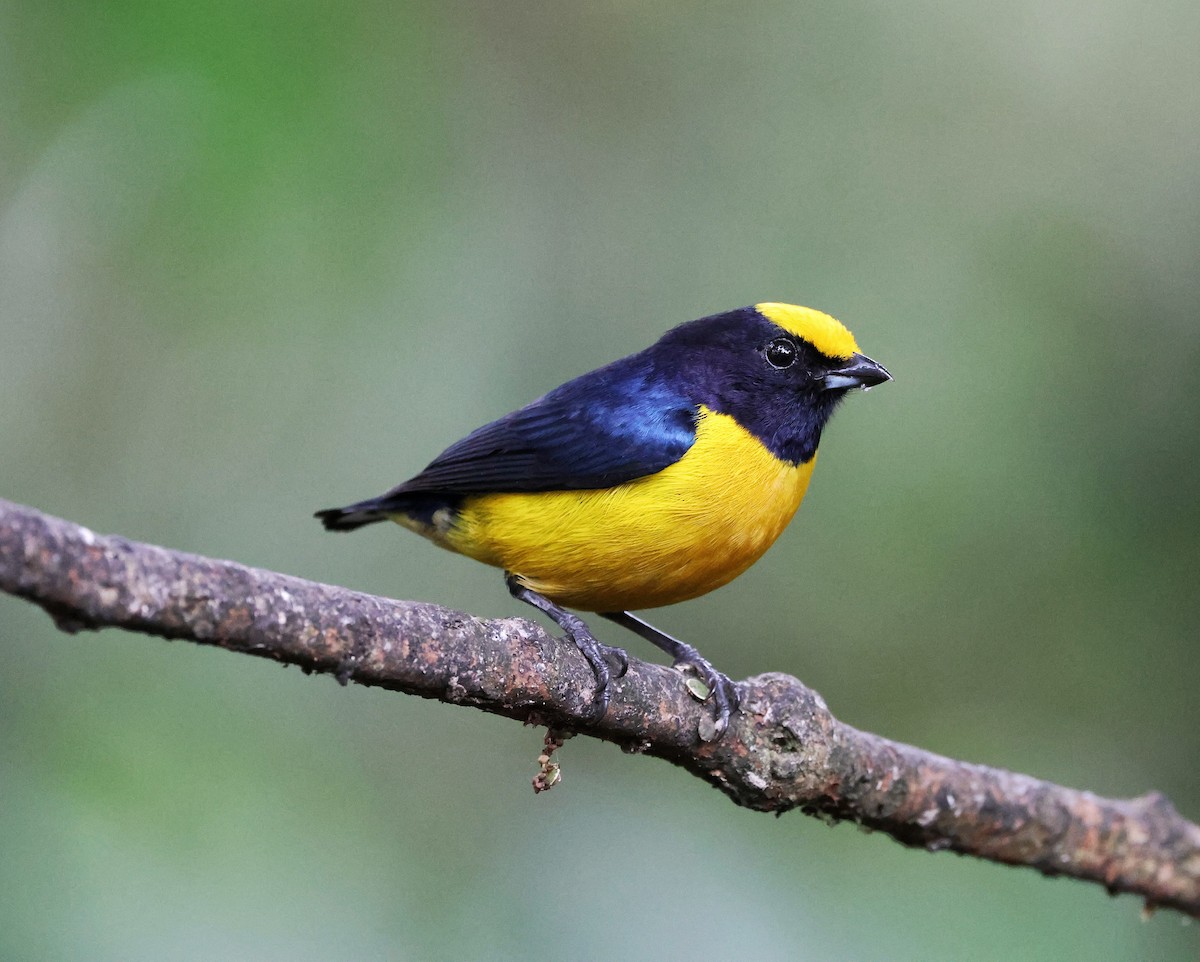 Orange-bellied Euphonia - ML645190892