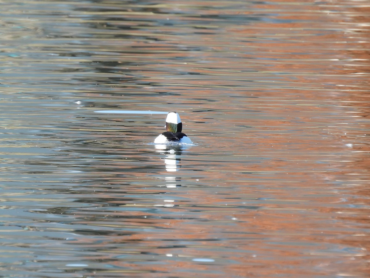 Bufflehead - ML645190894