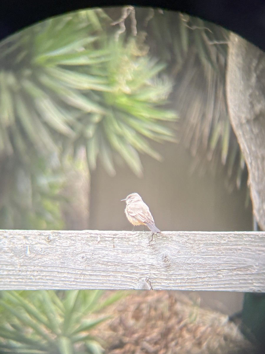 Say's Phoebe - ML645190897