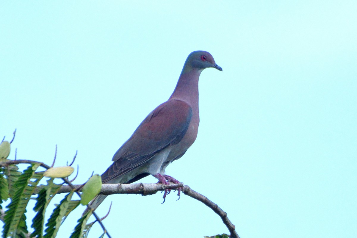 Pale-vented Pigeon - ML645190899