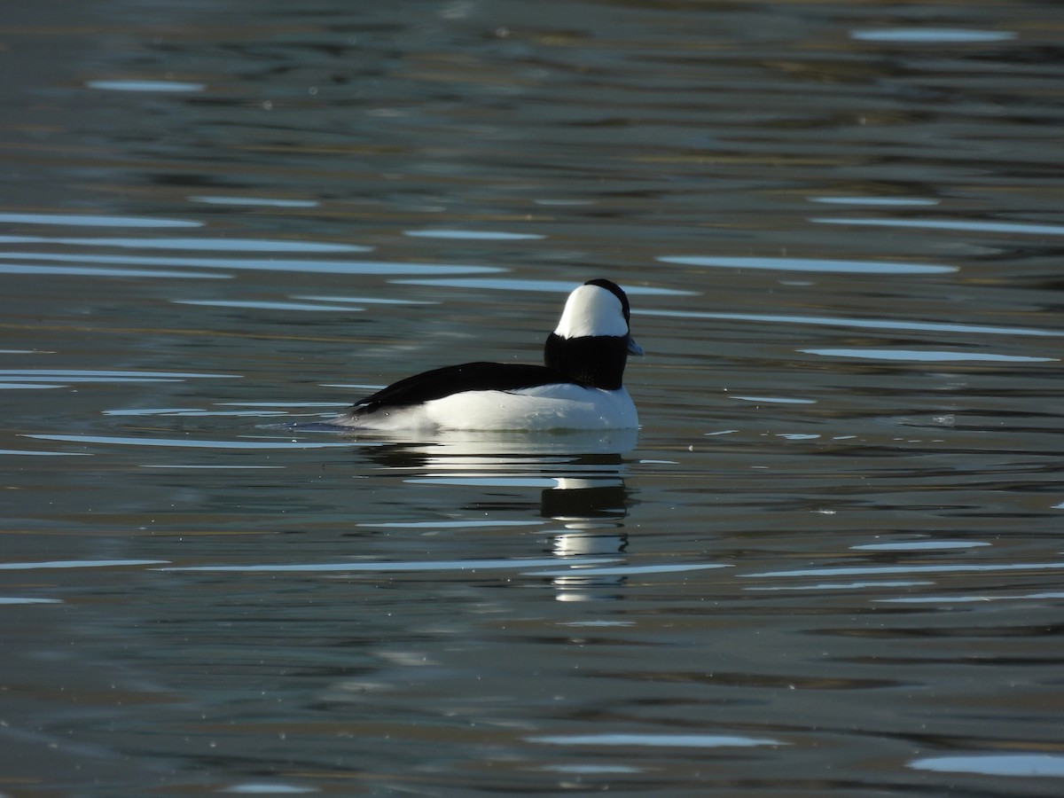 Bufflehead - ML645190901