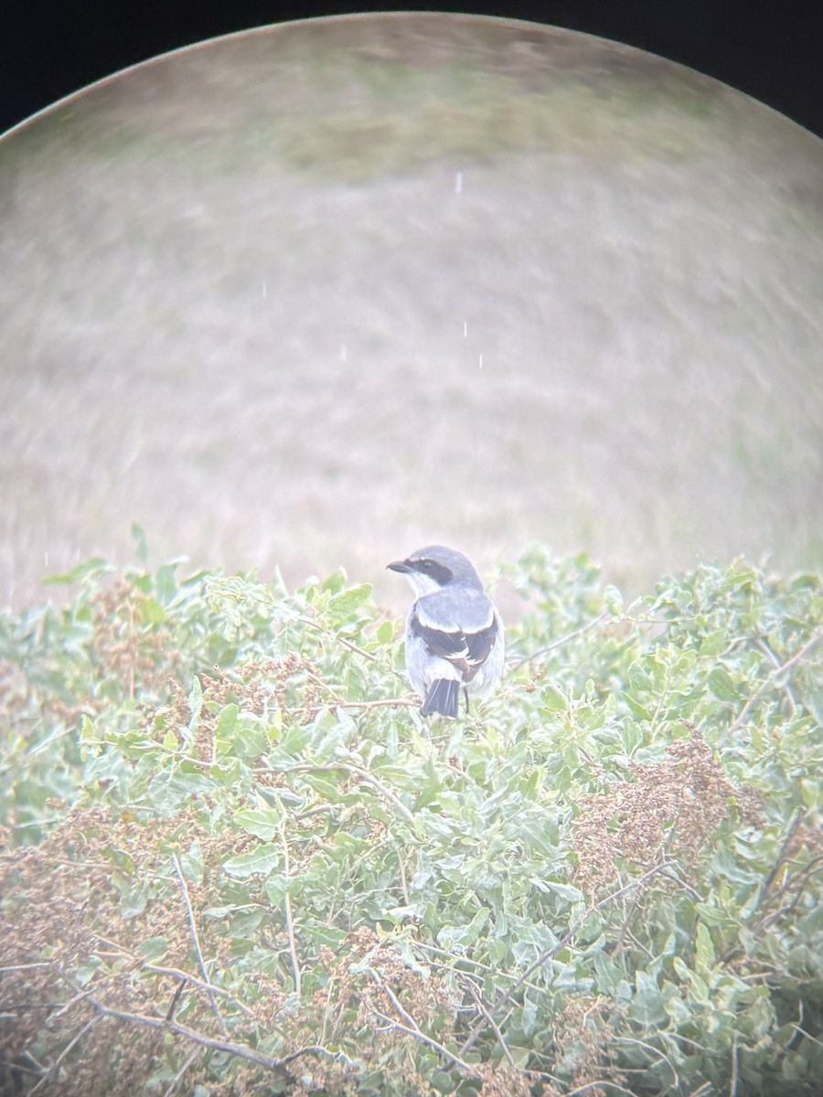Loggerhead Shrike - ML645190908