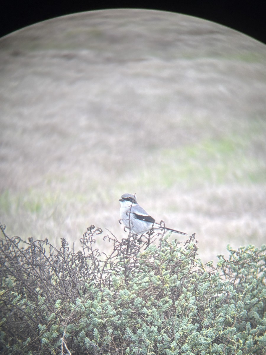 Loggerhead Shrike - ML645190909