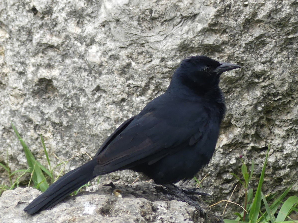 Melodious Blackbird - ML645190910