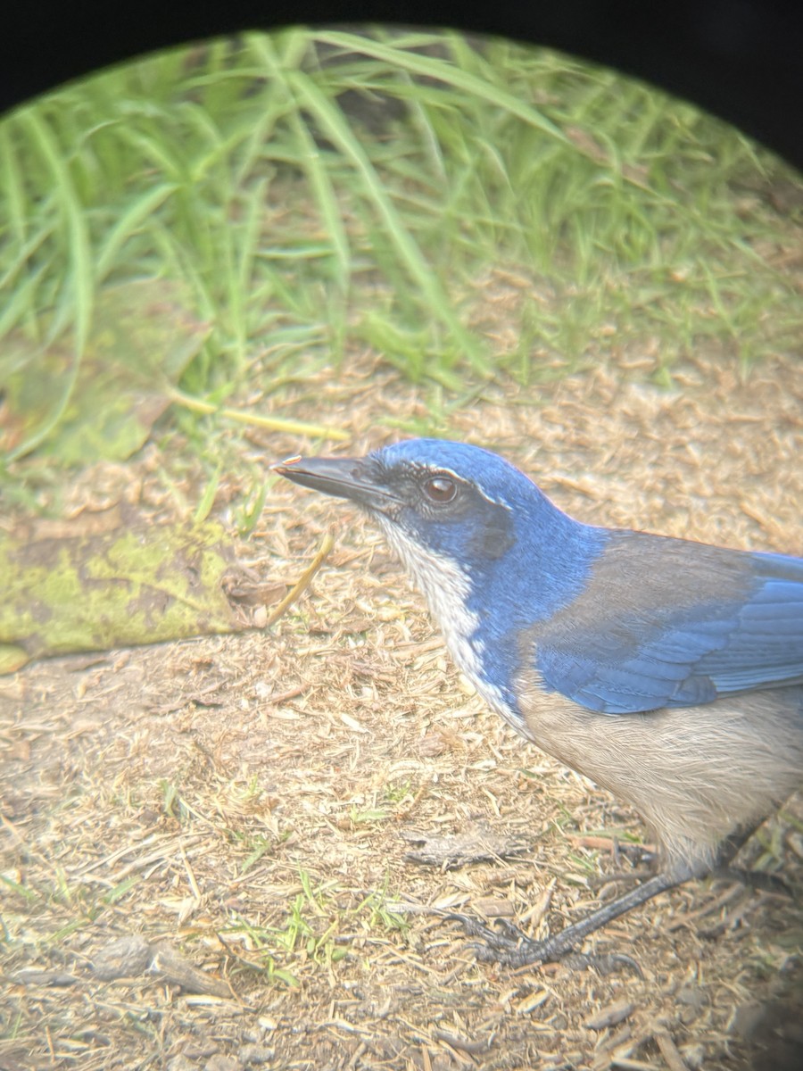 eikeskrike - ML645190914