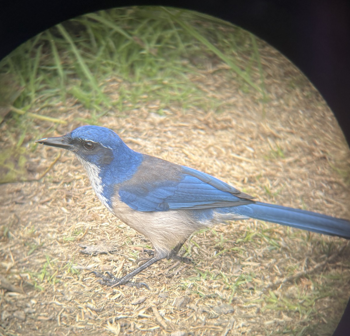 eikeskrike - ML645190915